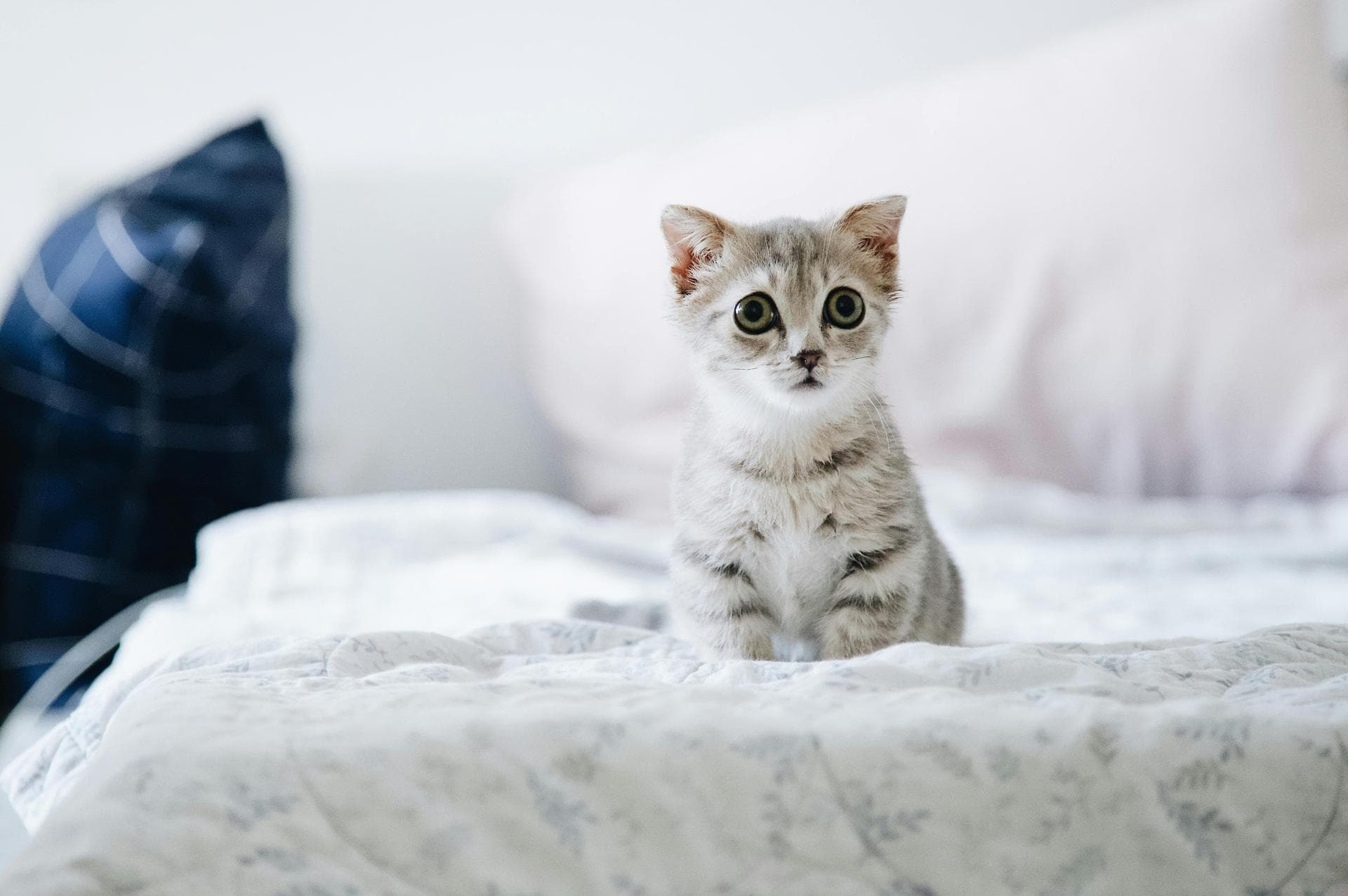 Dog & Cat Vets in Broomfield