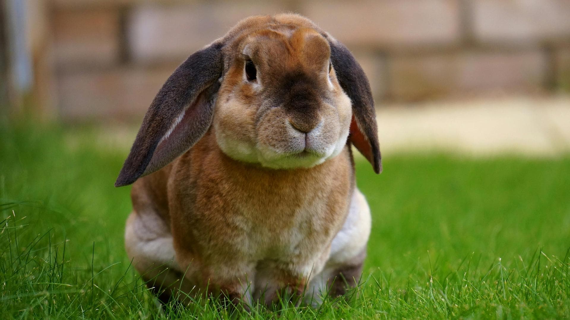 Specialist Vets in Broomfield